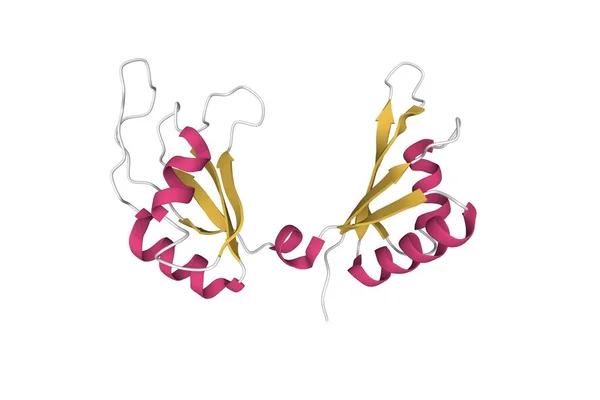 Struktur Myc Dna Bindande Protein Tecknad Modell Sekundär Struktur Färgschema — Stockfoto