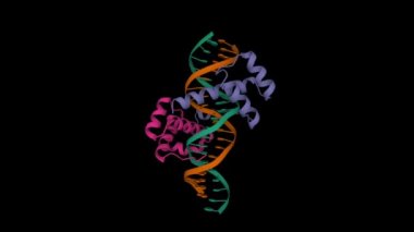 Pbx1, homeobox protein HOX-B1-DNA ternary complex. Animated 3D cartoon and Gaussian surface models, PDB 1b72, black background