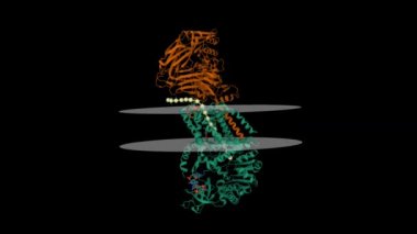 Structure of bacterial cellulose synthase with cyclic-di-GMP bound. Animated 3D cartoon and Gaussian surface models, putative membrane shown, PDB 4p02, black background