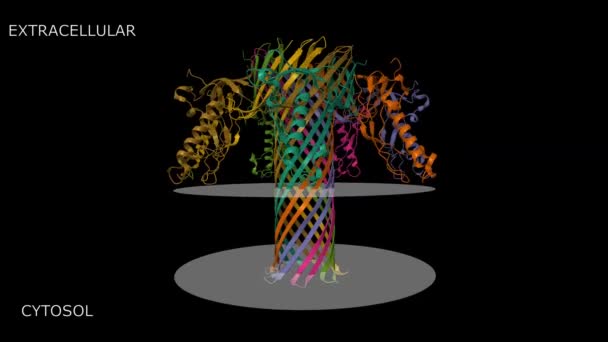 Pore Structure Clostridium Perfringens Epsilon Toxin Animated Cartoon Gaussian Surface — Wideo stockowe