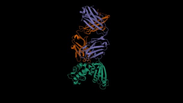 新規Cd38標的抗体Sar650984 Isatuximab を用いたCd38 の結晶構造 アニメーション3D漫画やガウス表面モデル Pdb 4Cmh 黒の背景 — ストック動画