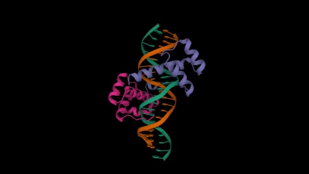 Pbx1 Homeobox Protein Hox Dna Ternary Complex Animated Cartoon Gaussian — Stok video