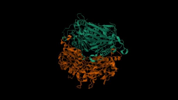 Arthrobacter からの6アミノ酸系オリゴマー水和物の構造 Ki72 アニメーション3D漫画やガウス表面モデル チェーンIdカラースキーム Pdb 50メートル 黒の背景 — ストック動画