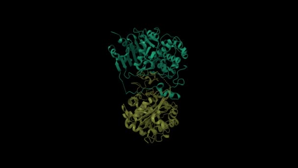 Structure Aminohexanoate Dimer Hydrolase Animated Cartoon Gaussian Surface Models Chain — Stock Video