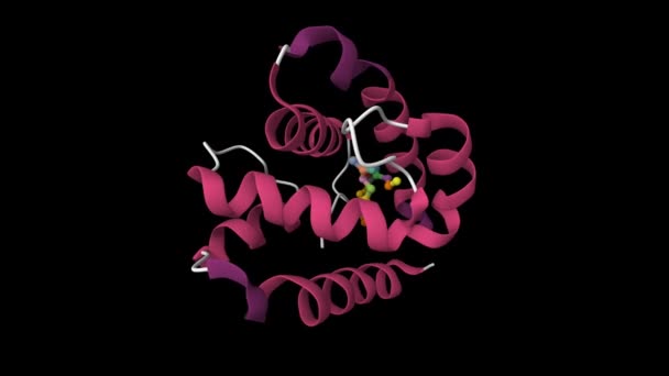 ショウジョウバエの匂い結合タンパク質Lushは フェロモン11Cis ワクチン酢酸に結合する アニメーション3D漫画モデル 二次構造カラースキーム Pdb 2Gte 黒の背景 — ストック動画