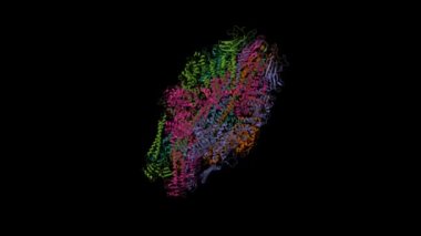 Cryo-EM structure of Yersinia pseudotuberculosis TcaA-TcaB. Animated 3D cartoon and Gaussian surface models, PDB 6rwb, black background