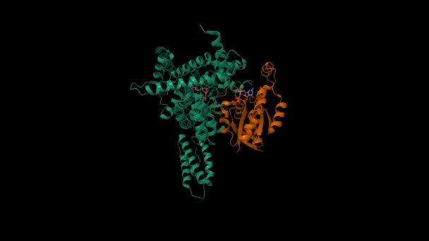 Tcda糖基转移酶结构域 与Rhoa 复合物 动画3D卡通和高斯曲面模型 Pdb 7U2P 黑色背景 — 图库视频影像