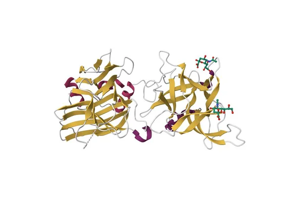 肉毒杆菌神经毒素C型三维卡通模型的结构 二级结构配色方案 Pdb 3R4S — 图库照片