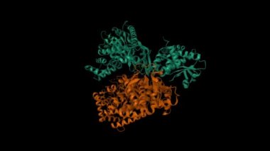 Anthrax toxin lethal factor. Animated 3D cartoon and Gaussian surface models, PDB 1j7n, chain id color scheme, black background