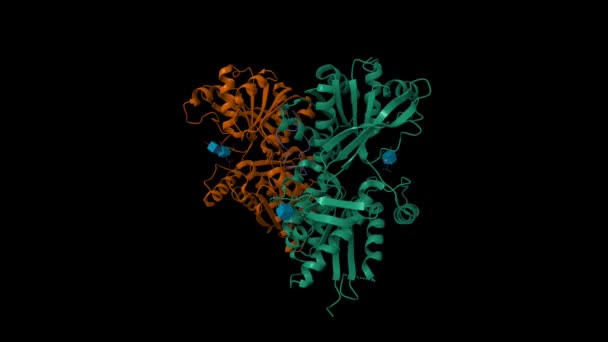 天然ペプチド受容体C型二量体の構造は天然ペプチド で構成されている アニメーション3D漫画やガウス表面モデル Pdb 1Yk0 チェーンIdカラースキーム 黒の背景 — ストック動画