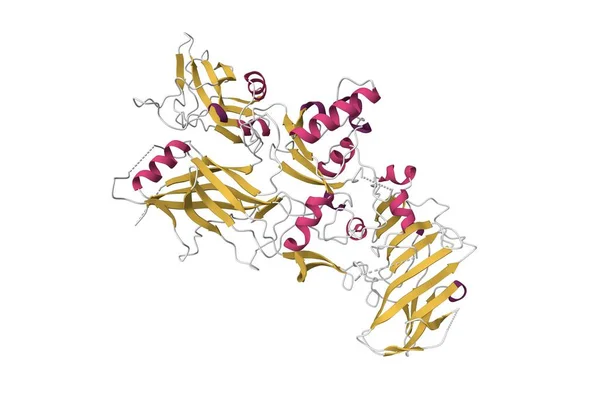 炭疽保护性抗原 3D卡通模型 二级结构配色方案 Pdb 1Acc 白色背景 — 图库照片