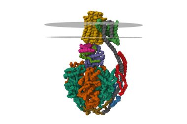Sığır mitokondriyal ATP sentazı, 3 boyutlu Gaussian yüzey modeli izole edilmiş, zincir kimlik şeması, gösterişli zar, PDB 5ara, beyaz arkaplan