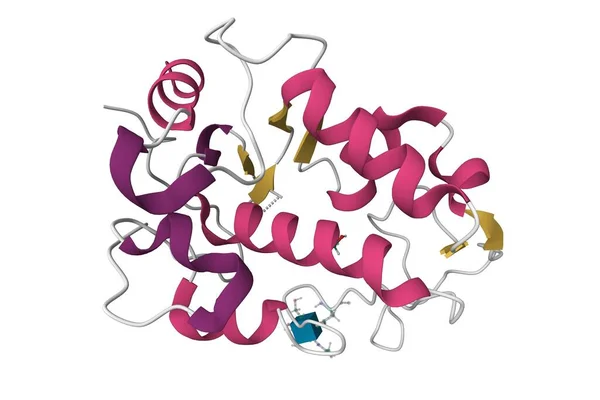 Kristallstruktur Humant Äggmembranprotein Juno Tecknad Modell Pdb 5F4Q Sekundär Struktur — Stockfoto