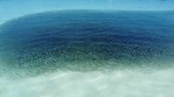 Uma Escola Peixes Águas Rasas Maldivas — Vídeo de Stock