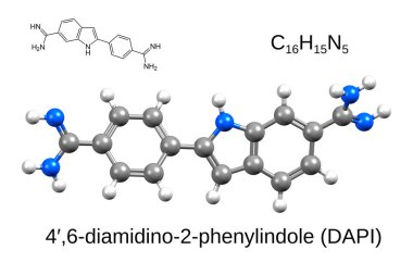 Kimyasal formül, yapısal formül ve DAPI 'nin 3 boyutlu top ve sopa modeli, floresan leke, beyaz arkaplan