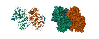 İnsan alfa-galactosidase substarate bağlı. 3D karikatür ve Gauss yüzey modelleri, PDB 3hg3, beyaz arkaplan