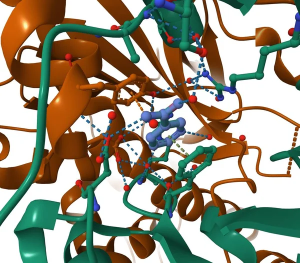 Crystal structure of human nicotinamide phosphoribosyltransferase (NMPRTase) active center complexed with nicotinamide (blue). 3D cartoon model, PDB 2e5d, white background