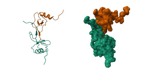 Monosit Kemoterapi Protein Mcp Dimerinin Yapısı Karikatür Gauss Yüzey Modelleri — Stok fotoğraf