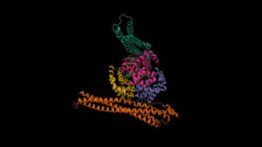 Trypanosoma Congolense haptoglobin hemoglobin reseptörü (üst ve alt) hemoglobin ile kompleks. Animasyon 3D karikatür ve Gauss yüzey modelleri, zincir kimlik şeması, PDB 5jdo, siyah arkaplan