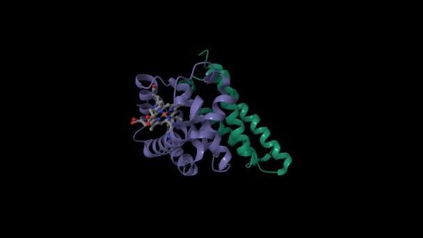 酸化アルファヘモグロビン のクリスタル構造は ヘモグロビン安定化タンパク質に結合する アニメーション3D漫画とガウシアン表面モデル チェーンIdカラースキーム Pdb 1Z8U ブラックバック — ストック動画