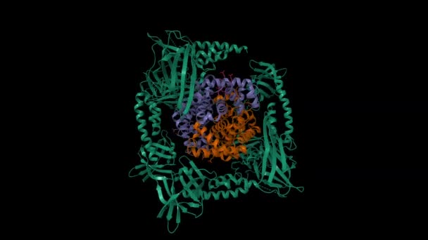 Метамоглобін Людини Другим Третім Доменами Neat Isdh Зелений Staphylococcus Aureus — стокове відео
