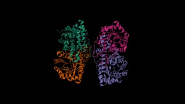 人肾Betaine Homocysteine甲基转移酶的Cryo Em结构动画3D卡通和高斯曲面模型 链状色系方案 Pdb 8D45 黑色背景 — 图库视频影像