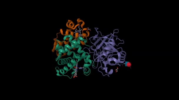 Estructura Del Complejo Haptoglobina Violeta Hemoglobina Marrón Verde Humano Animado — Vídeos de Stock