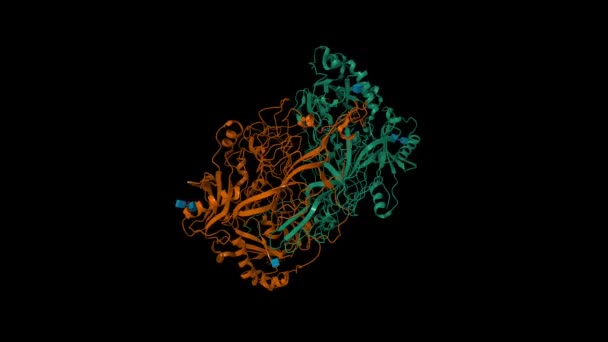ヒト血管接着タンパク質 1のクリスタル構造 アニメーション3D漫画とガウシアン表面モデル チェーンIdカラースキーム Pdb 1Us1 黒背景 — ストック動画