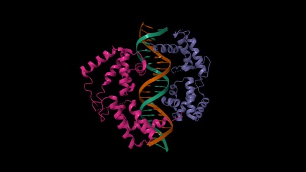 肝细胞核因子1A与Dna结合的结构 动画3D卡通和高斯曲面模型 链状色系方案 Pdb 1Ic8 黑色背景 — 图库视频影像