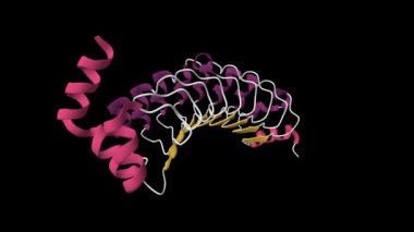 Ras susturucusunun kristal yapısı. Canlandırılmış 3D çizgi film modeli, ikincil yapı renk şeması, PDB 7lt8, siyah arkaplan