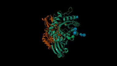 İnsan alfa-galactosidase substarate bağlı. Animasyon 3D karikatür ve Gauss yüzey modelleri, PDB 3hg3, siyah arkaplan