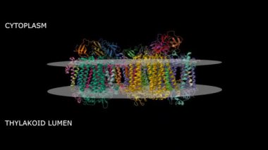 PCC 7521 siyanobakteryum Fischerella termalis PCC 7521 'in Photosystem I yapısı uzak kırmızı ışığa alışmıştır. Canlandırılmış 3D Gaussian yüzeyi ve çizgi film modelleri, zincir kimlik şeması, PDB 6pnj, siyah arkaplan