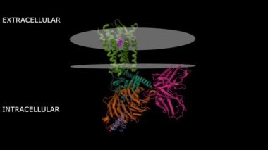 Mu-opioid reseptörünün (açık yeşil) kriyoEM yapısı - Lofentanile bağlı Gi protein kompleksi (pembe). Canlandırılmış 3D Gauss yüzeyi ve çizgi film modelleri, zincir kimlik şeması, PDB 7t2h, siyah arkaplan