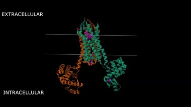 İnsan kappa opioid reseptörünün yapısı JDTic ile karışıktır. Canlandırılmış 3D Gaussian yüzeyi ve çizgi film modelleri, zincir kimlik şeması, PDB 4djh, siyah arkaplan