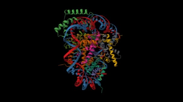 ヒトのソックス2 ライトブラウン 転写因子の構造は 核を有する複合体である アニメーション3D漫画モデル 二次構造カラースキーム Pdb 6T7B ブラックバック — ストック動画