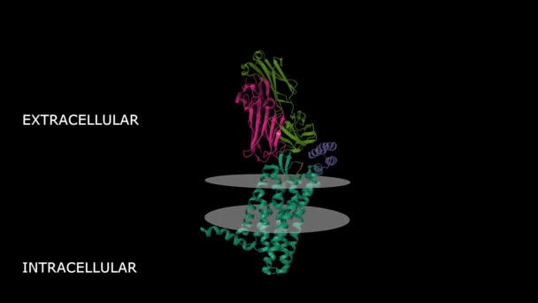 Angiotensin Receptor Typu Zelený Angiotensinem Hnědý Animovaný Karikatura Gaussian Povrchové — Stock video
