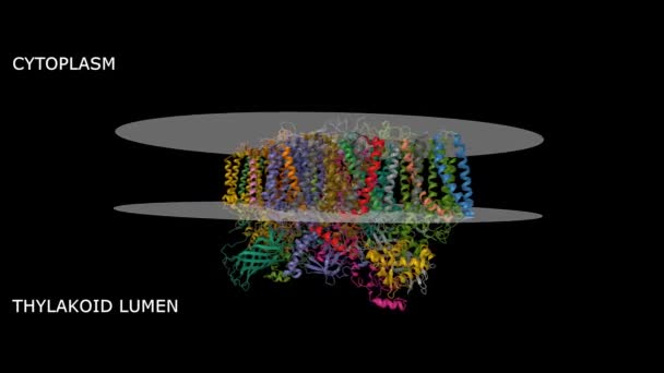Struktura Krystaliczna Photosystem Thermosynechococcus Elongatus Animowane Gaussian Powierzchni Modeli Kreskówek — Wideo stockowe