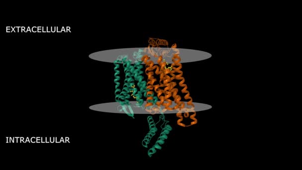 Struktura Aktivního Delta Opioidního Receptoru Komplexu Malým Molekulovým Agonistou Dpi — Stock video