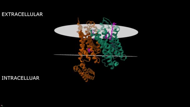 ペプチドミメチック ピンク を有する複合体におけるセプセチン ソファニンFqオピオイド受容体の構造 アニメーション3Dガウシアン表面と漫画モデル チェーンIdカラースキーム Pdb 4Ea3 黒背景 — ストック動画