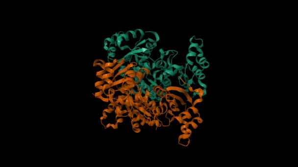 人核苷二磷酸激酶4 动画3D卡通和高斯曲面模型 链状色系方案 Pdb 1Ehw 黑色背景 — 图库视频影像