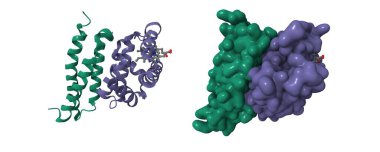 Oksitlenmiş alfa hemoglobinin (yeşil) kristal yapısı alfa-hemoglobin dengeleyici proteine bağlı. 3D karikatür ve Gauss yüzey modelleri, zincir kimlik renk şeması, PDB 1z8u, beyaz arkaplan
