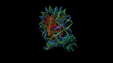 Retinoblastoma bağlayıcı proteinin kriyo-EM yapısı 5 (yeşil) nükleosom 'a bağlıdır. Animasyon 3D karikatür ve Gauss yüzey modelleri, PDB 6pwx, siyah arkaplan