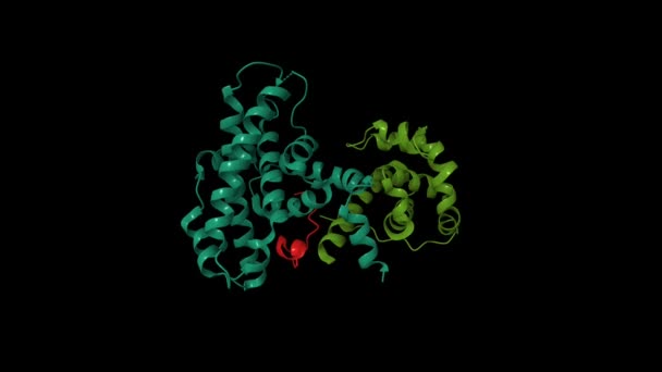 網膜芽腫腫腫瘍抑制タンパク質 のクリスタル構造は E2Fペプチドに結合しています アニメーション3D漫画とガウシアン表面モデル Pdb 1O9K チェーンIdカラースキーム ブラック背景 — ストック動画