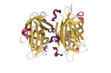 Biotin-streptavidin kompleksinin yapısı. 3D çizgi film modeli, PDB 1stp, ikincil yapı renk şeması, beyaz arkaplan