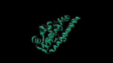 Helicobacter pillori CagA onkogene (yeşil) bağlıdır insan tümör apoptozunu uyaran protein p53 (kahverengi). Animasyon 3D karikatür ve Gauss yüzey modelleri, PDB 4irv