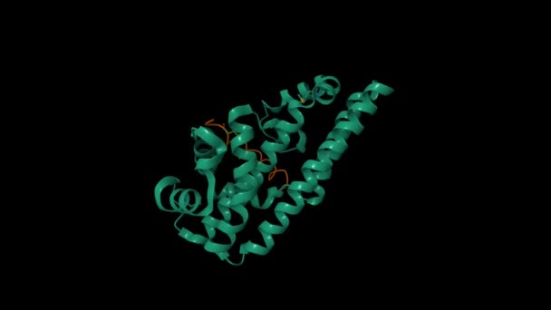 ヒト腫瘍抑制剤アポトーシス刺激タンパク質 に結合したヘリコバクターピロリ グリーン の構造 アニメーション3D漫画とガウシアン表面モデル Pdb 4Irv — ストック動画