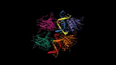 12 bp DNA ile p73 DNA bağlayıcı alan kompleksinin yapısı. Animasyon 3D karikatür ve Gauss yüzey modelleri, zincir kimlik şeması, PDB 4guo, siyah arkaplan