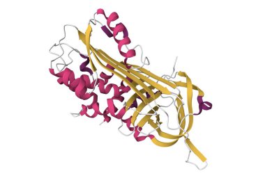 Yerli insan nöro-erpin yapısı. 3D çizgi film modeli, ikincil yapı renk şeması, PDB 3f5n, beyaz arkaplan