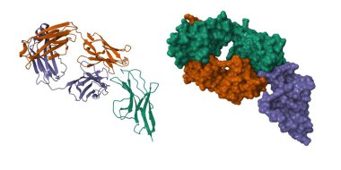 PD-1 (violet) in complex with nivolumab Fab (brown and green). 3D cartoon and molecular surface model, entity id color scheme, PDB 5ggr, white background clipart