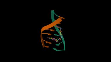 D (ATGCAT) 2 ve antitümör bisnaphthalimide arasında bir kompleks. 3D çizgi film ve top ve sopa modeli, PDB 1cx3, siyah arkaplan